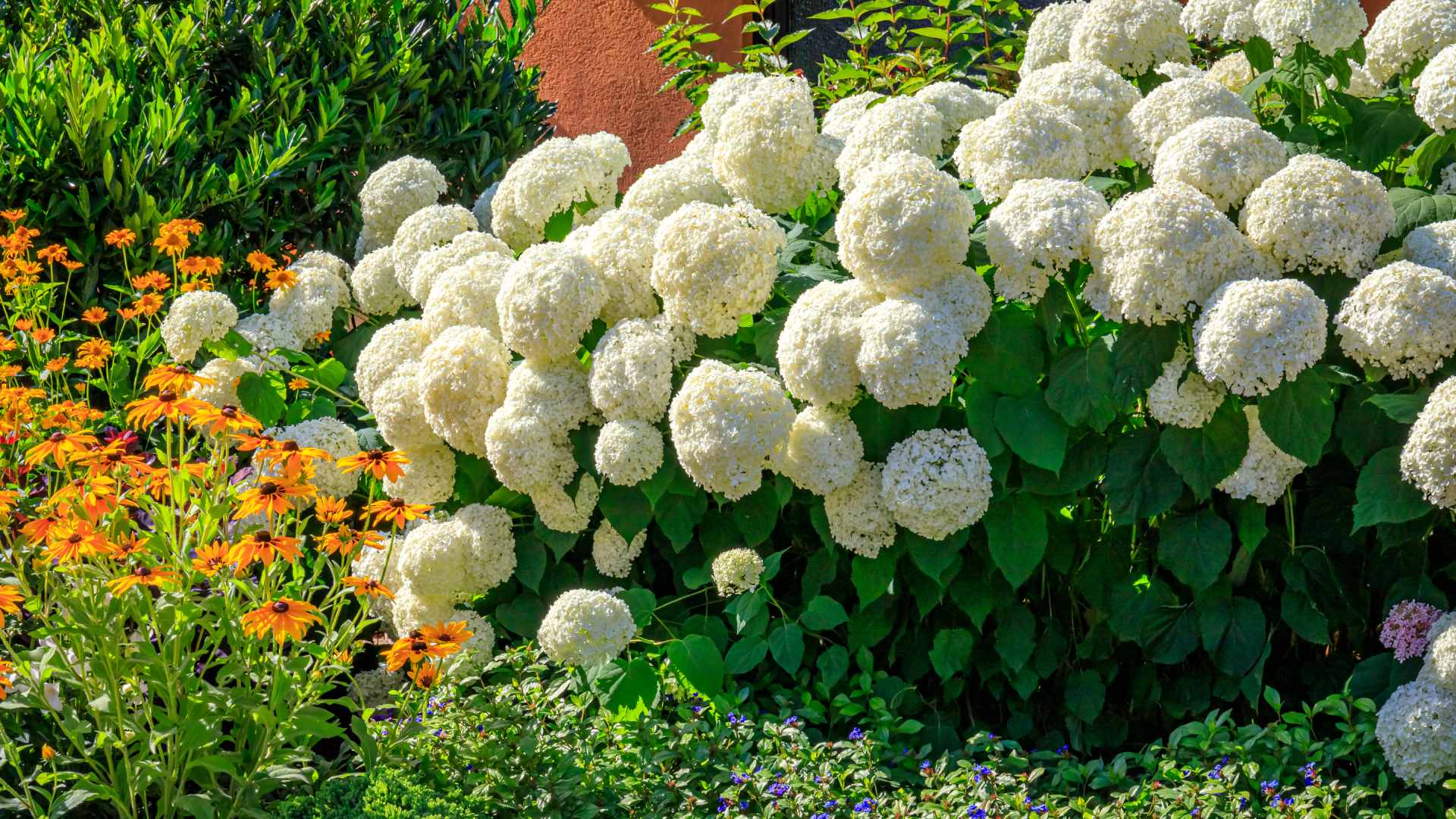 Add Vibrant Color to Your Landscape With These Plants