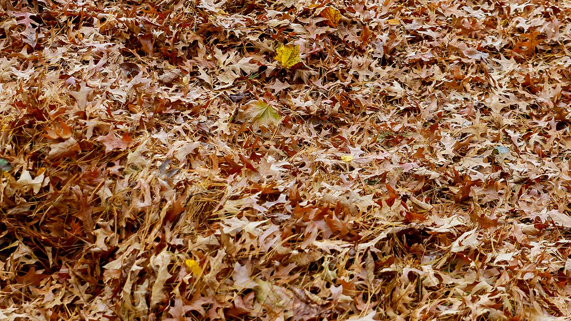 STOP! Don’t Burn the Leaf Piles on Your Lawn!