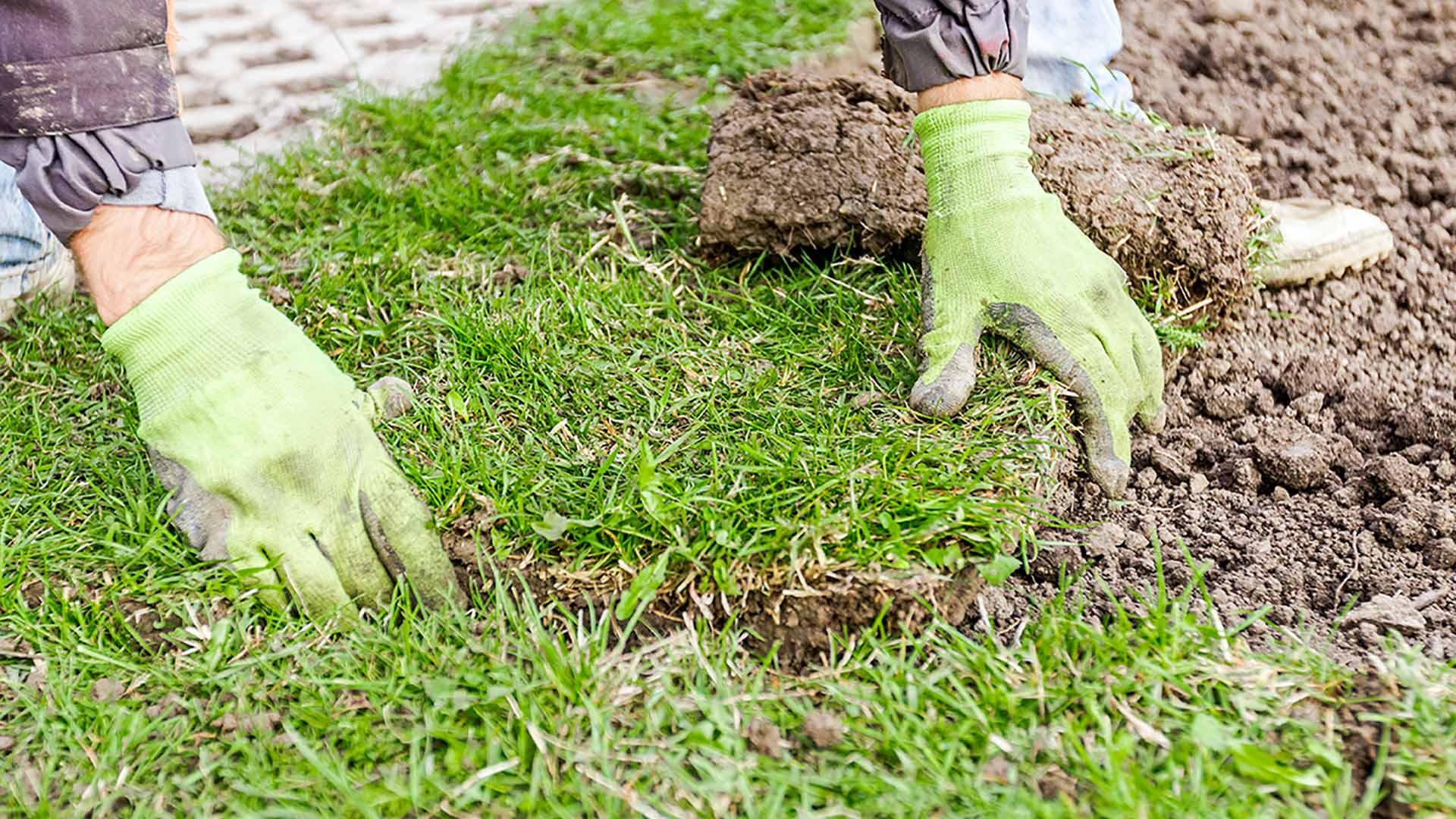 Here’s How to Encourage Strong Root Growth for Your New Sod