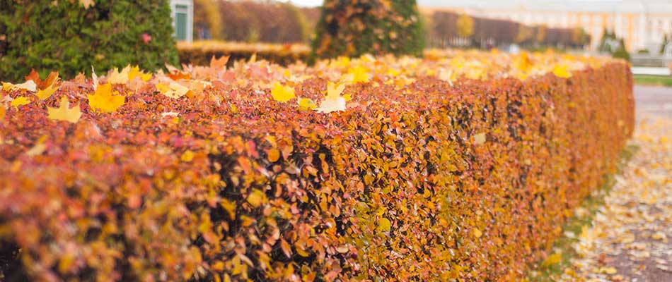 Shrubs trimmed in autumn to prevent disease and pests in Grand Rapids, MI.