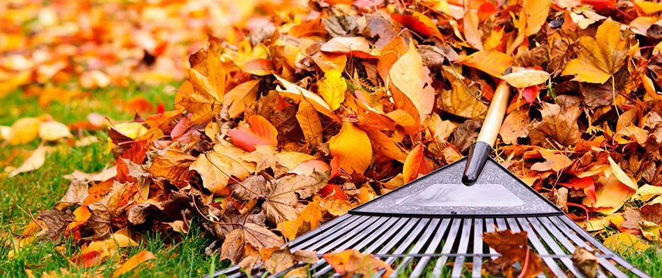 Why Your Yard Benefits from Leaf Removal Services