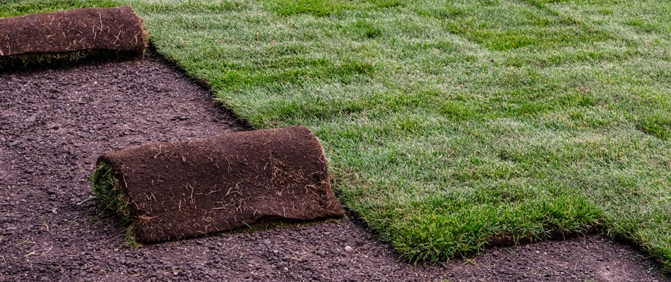 How Your Grand Rapids Yard May Benefit from New Sod