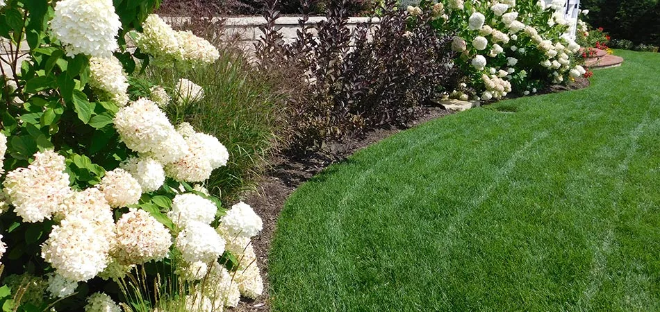 Perfectly mowed yard with beautiful white flowers and bushes on retaining wall.