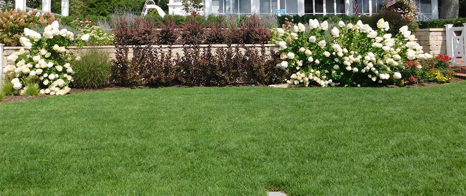 Lawn with regular lawn care services in Rockford, Michigan.
