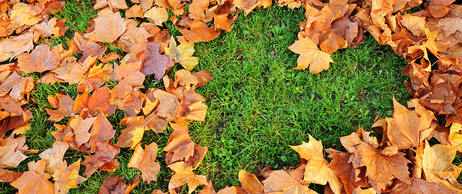 A heart shaped out of leaves on a lawn on a fall day in Holland, MI.