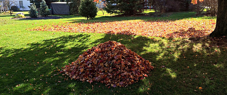 Shaded area of a lawn with a pile of leaves in Grand Rapids, MI.